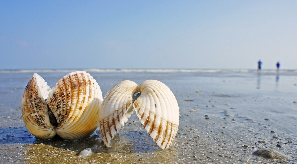 Shell Scripting – Subshell vs Subprocess – Yet Another Compsci guy